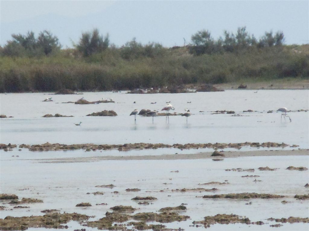Fenicotteri rosa a distanza
